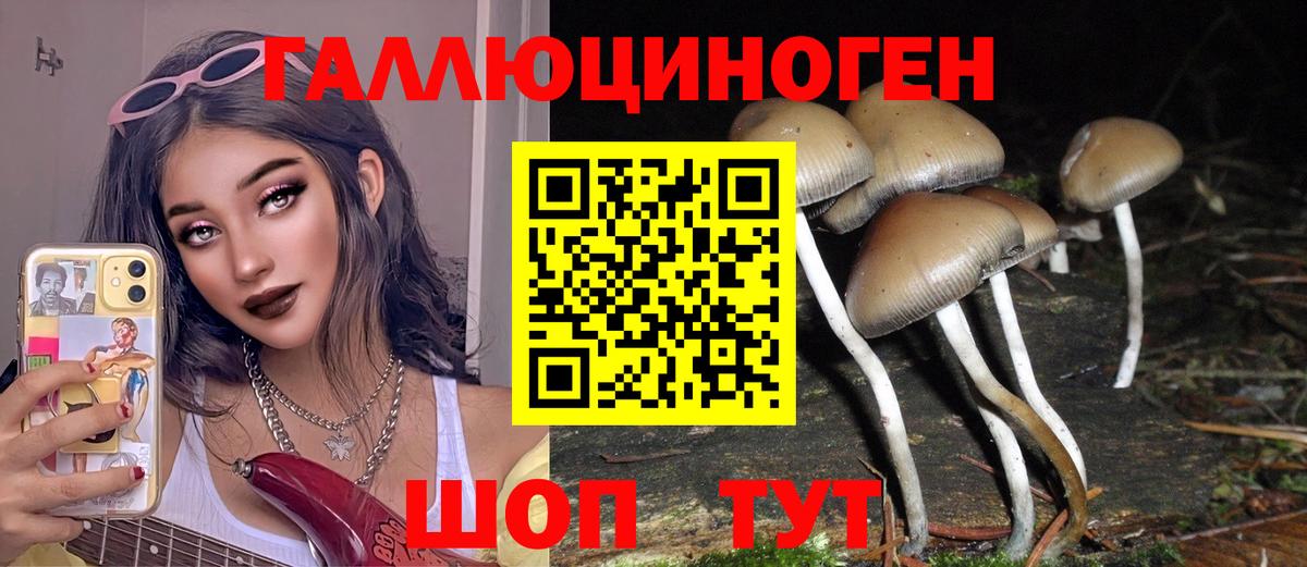 Псилоцибиновые грибы Psilocybine cubensis Лесозаводск